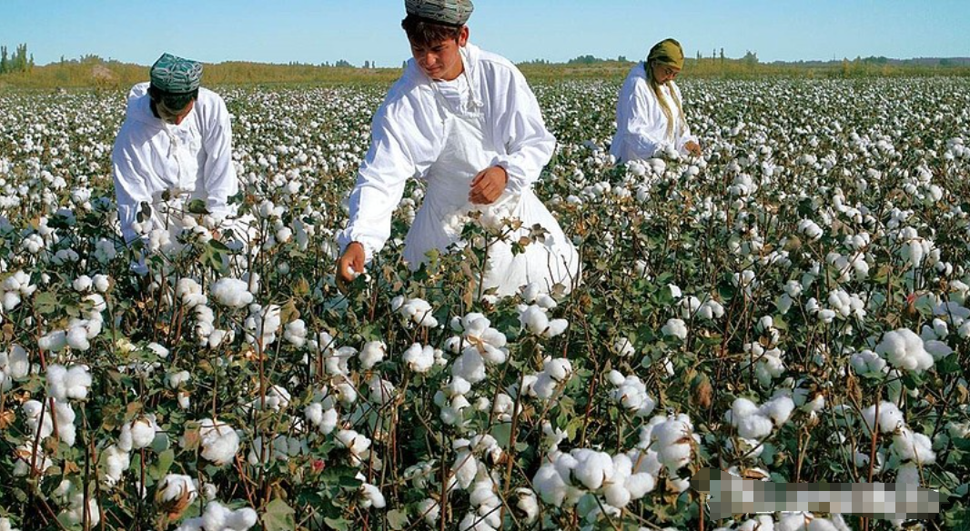 美国大选后非洲裔收到摘棉花短信背后的深层含义与社会反响分析