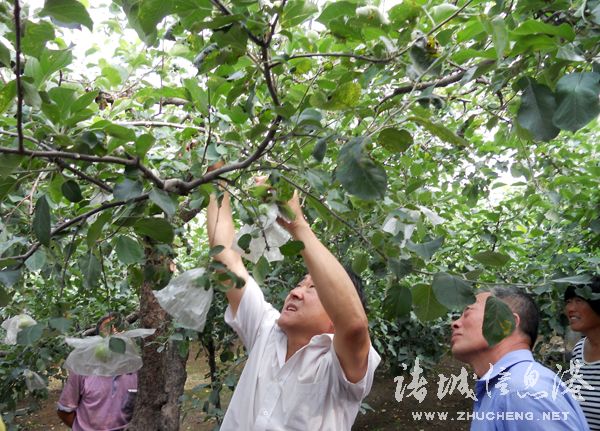 果树示范场最新动态报道