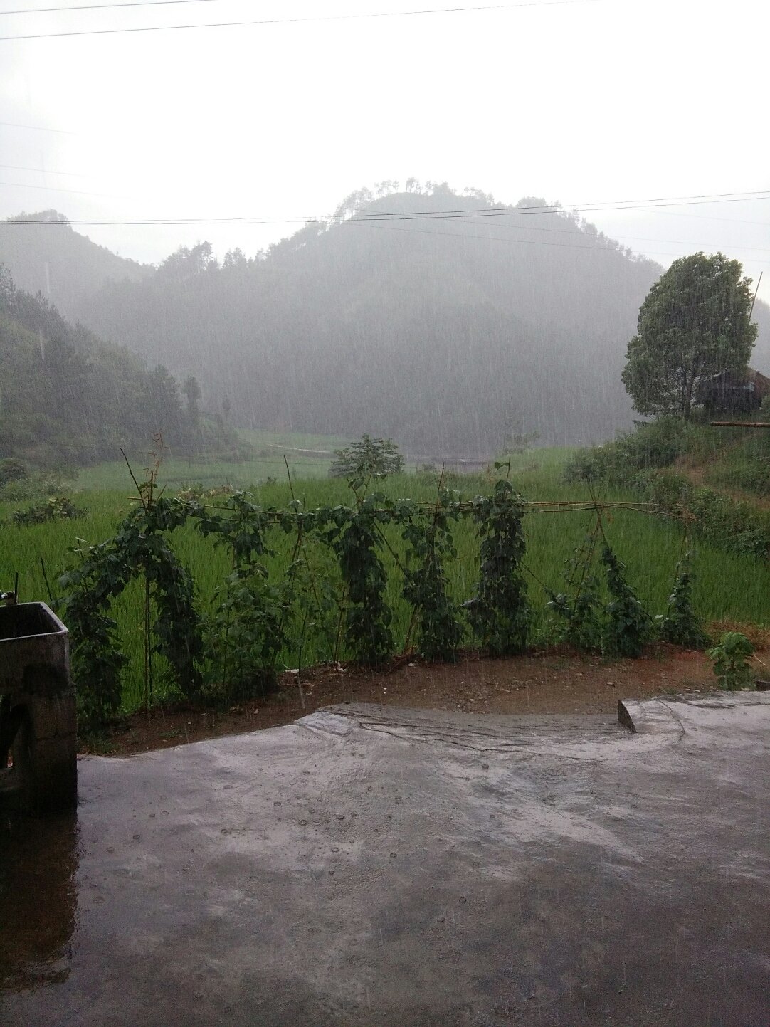 风中雨荷 第2页